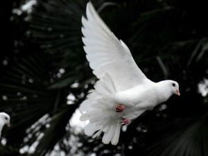 Dove Peace