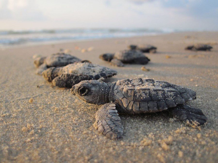 sea turtles nesting season